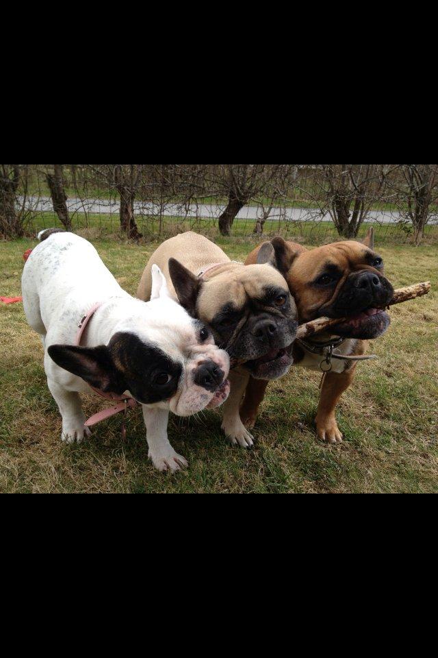 Fransk bulldog Nougat billede 14