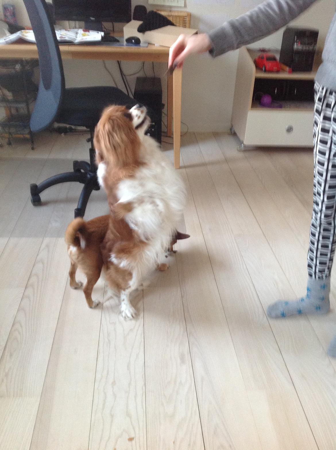 Blanding af racer Charlie billede 6