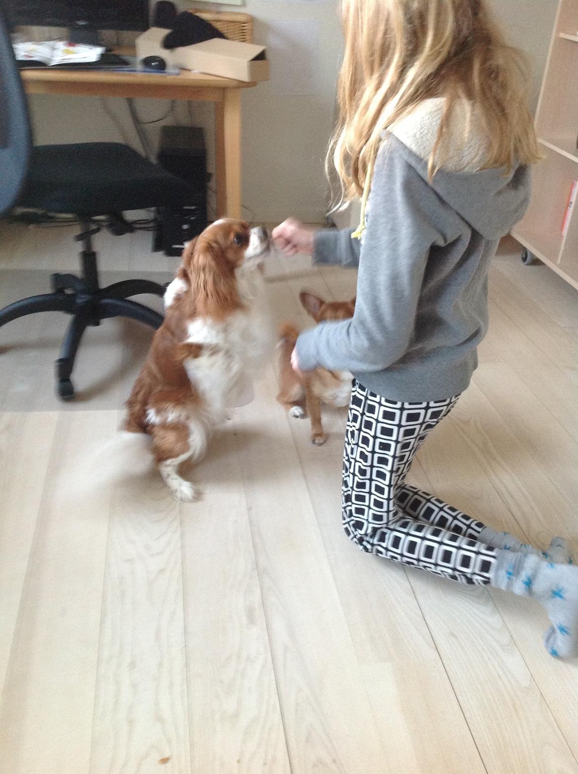 Blanding af racer Charlie billede 7