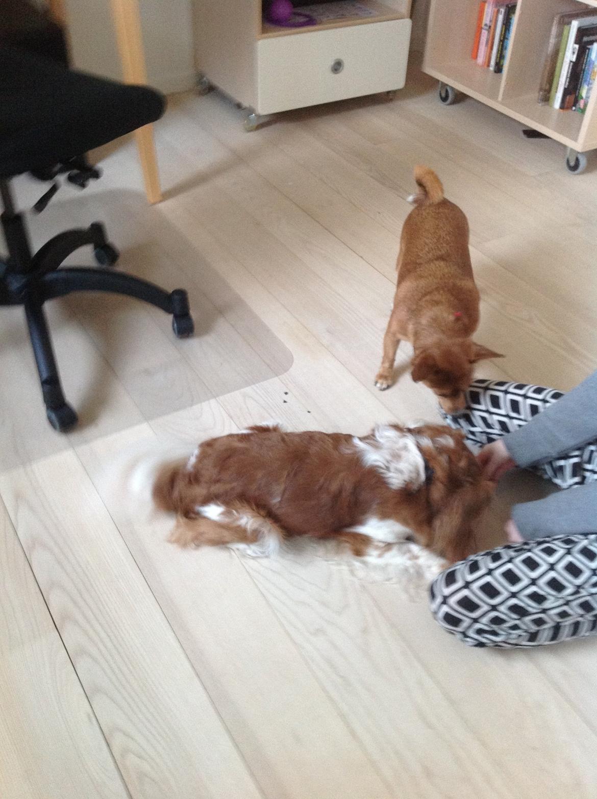 Blanding af racer Charlie billede 8