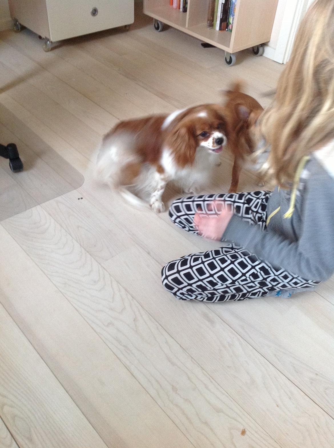 Blanding af racer Charlie billede 9