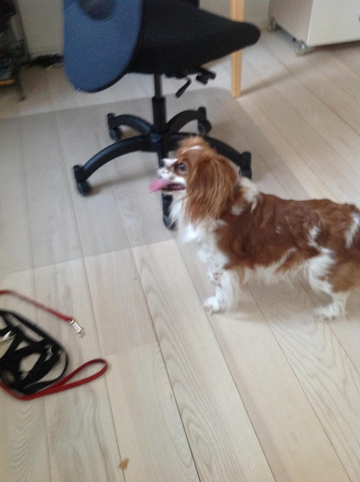 Blanding af racer Charlie billede 10