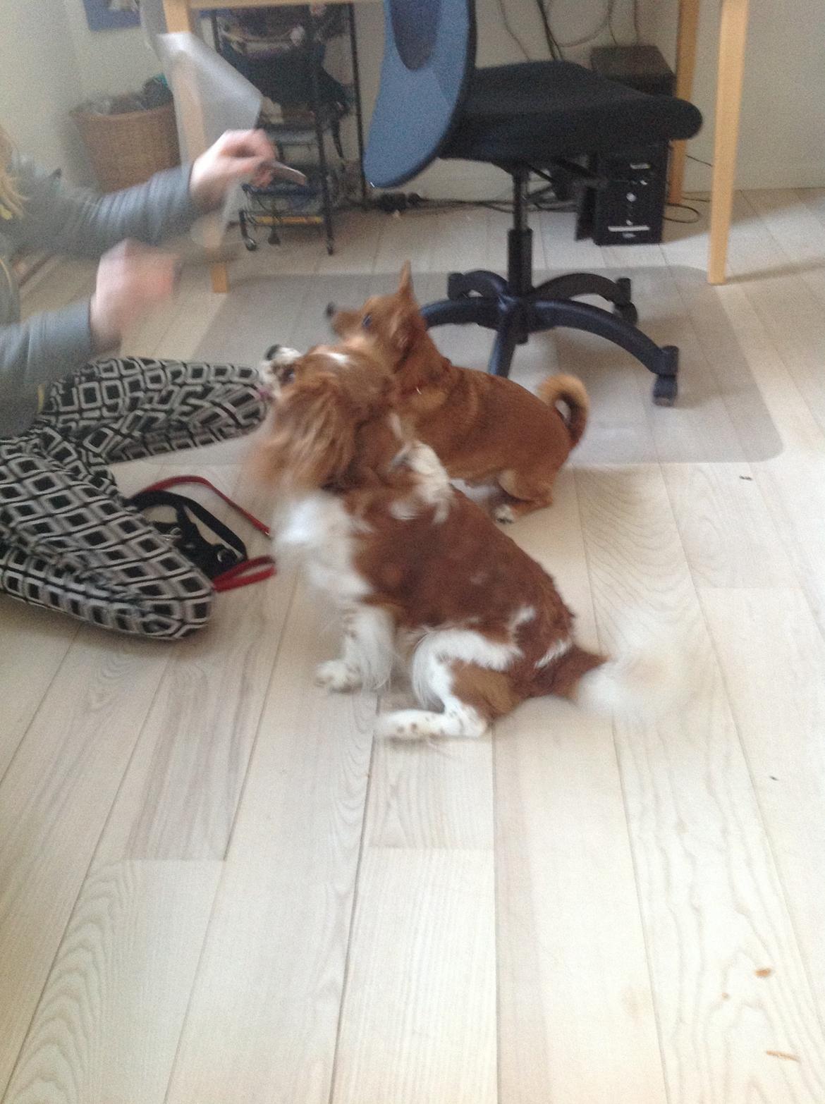 Blanding af racer Charlie billede 11