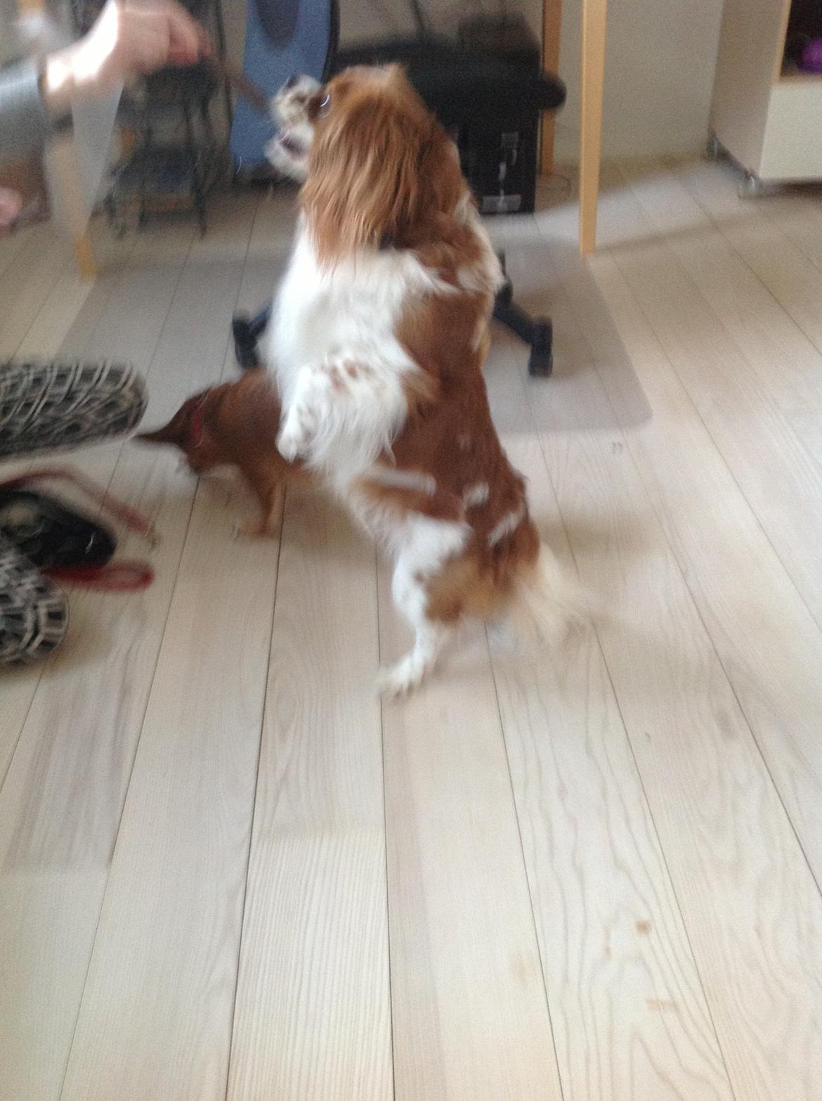 Blanding af racer Charlie billede 12