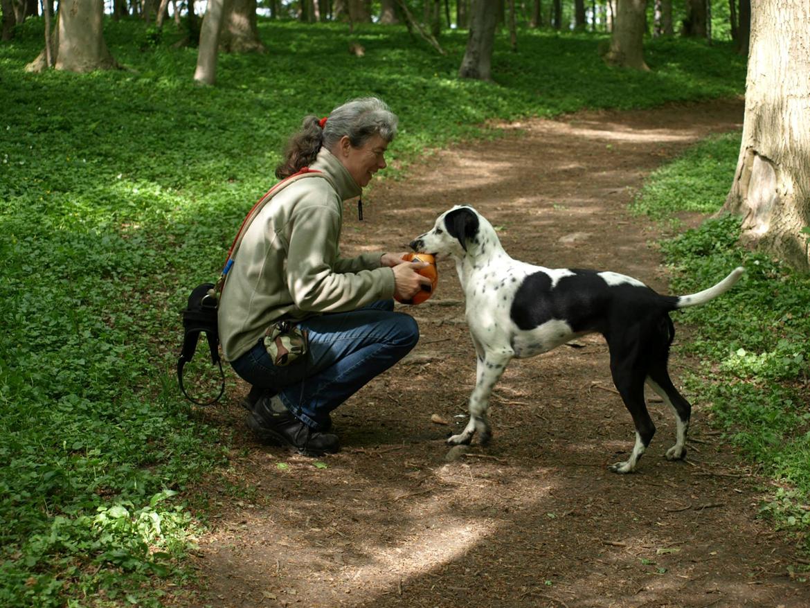 Blanding af racer Pixie (Miss Piggy) - Pixie fandt en bold i hundeskoven. billede 1