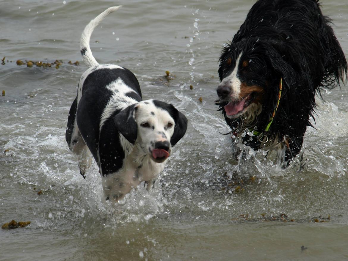 Blanding af racer Pixie (Miss Piggy) - På stranden med Carmen :) billede 21