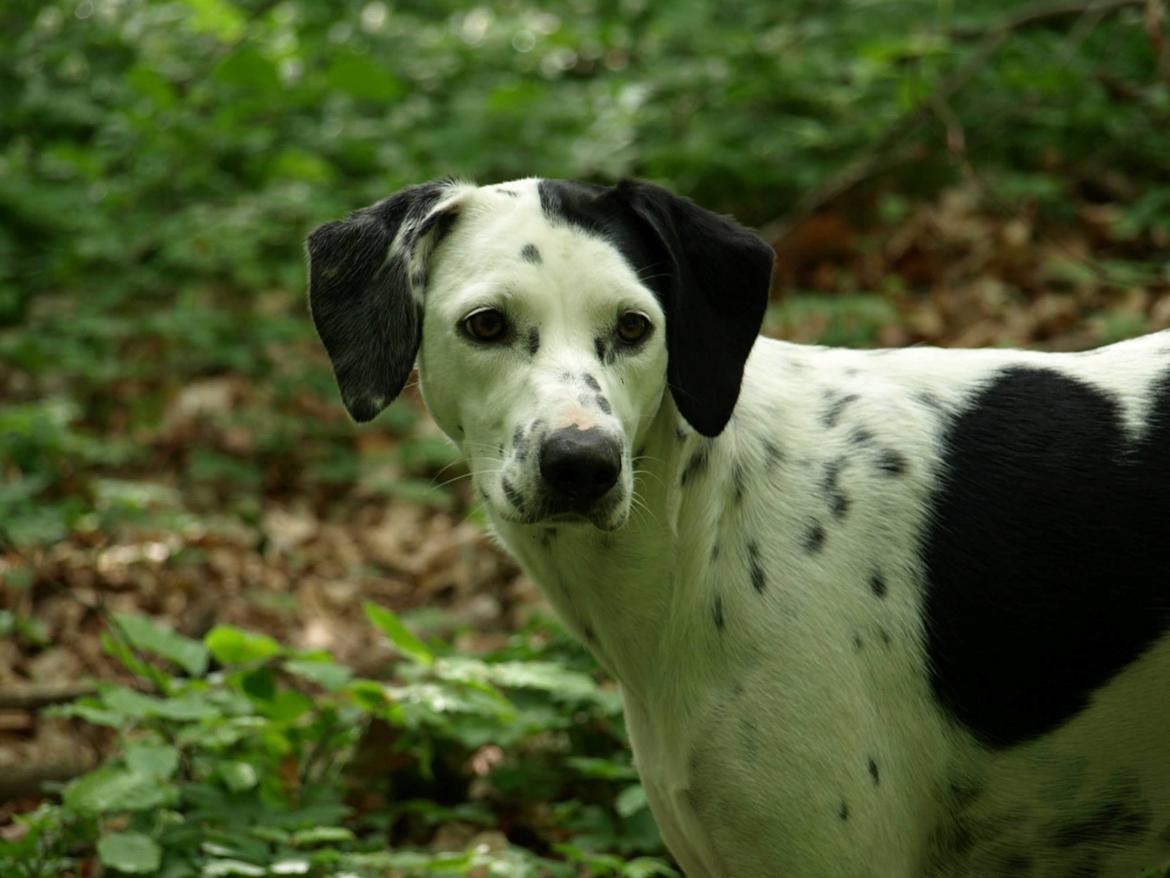 Blanding af racer Pixie (Miss Piggy) - :-) billede 22