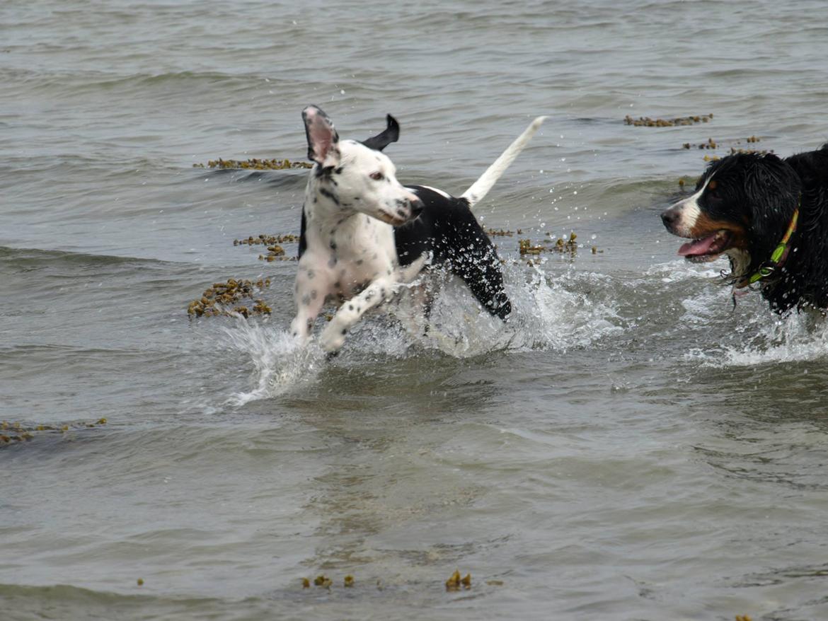 Blanding af racer Pixie (Miss Piggy) - Kom nu Carmen :) billede 23