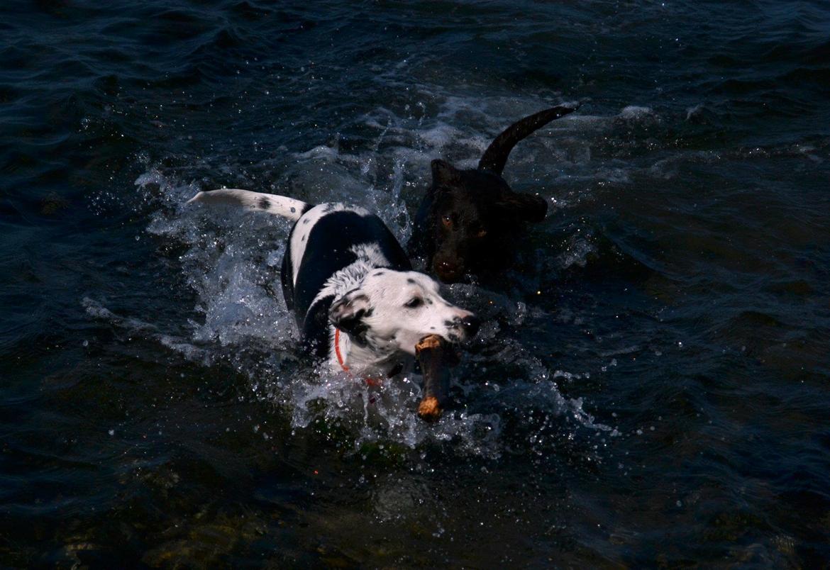 Blanding af racer Pixie (Miss Piggy) - Ved vandet med Ellie. billede 24