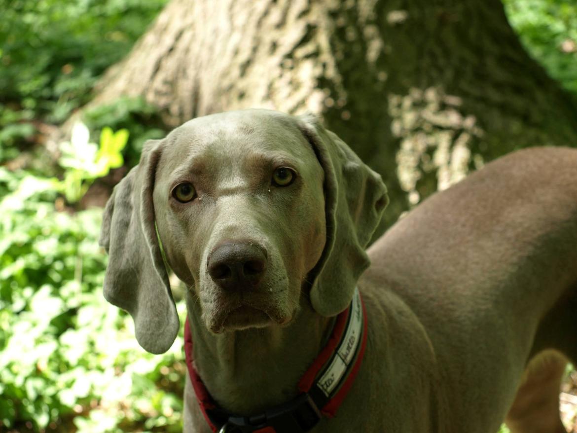 Blanding af racer Freja (R. I. P. )?? - På skovtur :). billede 1