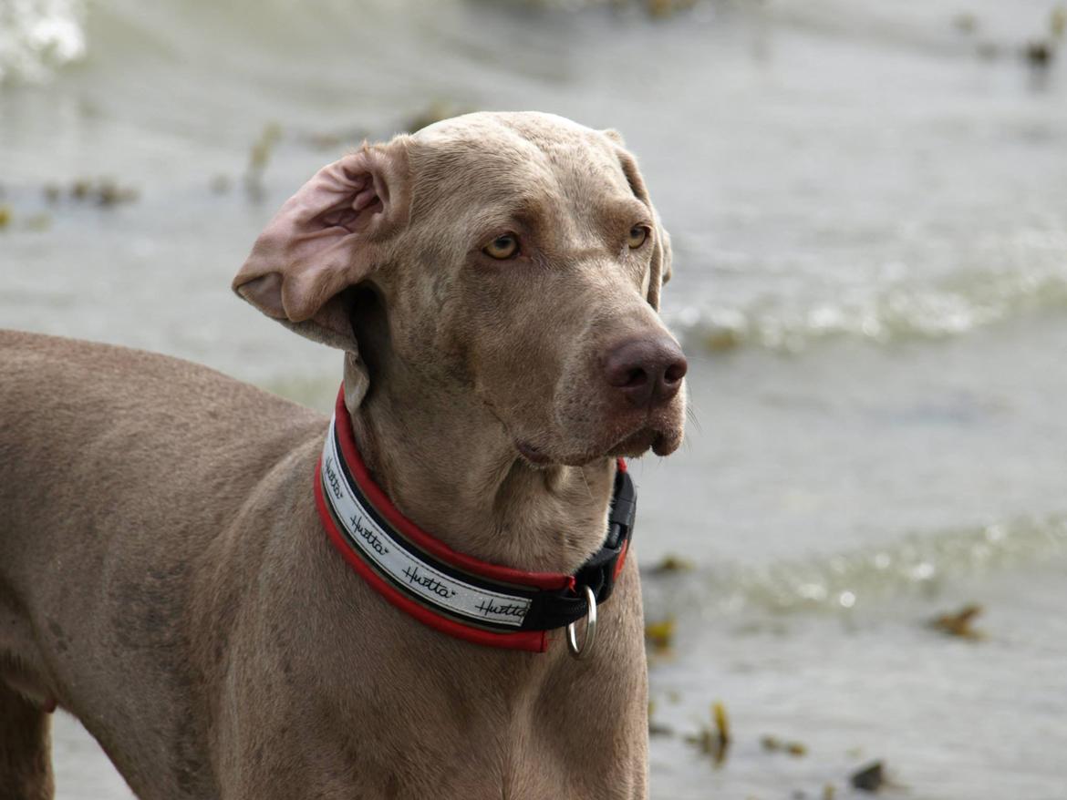 Blanding af racer Freja (R. I. P. )?? - Ved stranden lidt våd :) billede 22