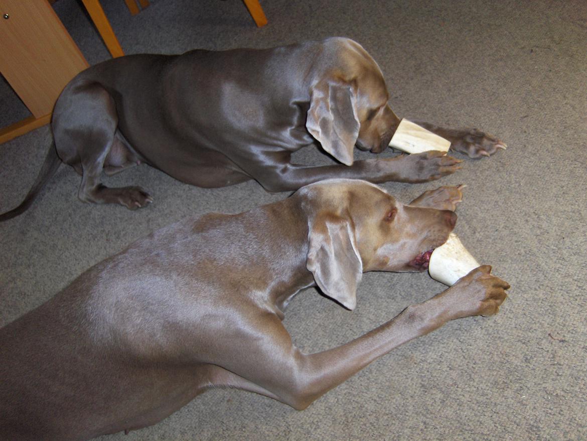 Blanding af racer Millie R.I.P. 16/9/2012 - Freja og jeg nyder ben. billede 22