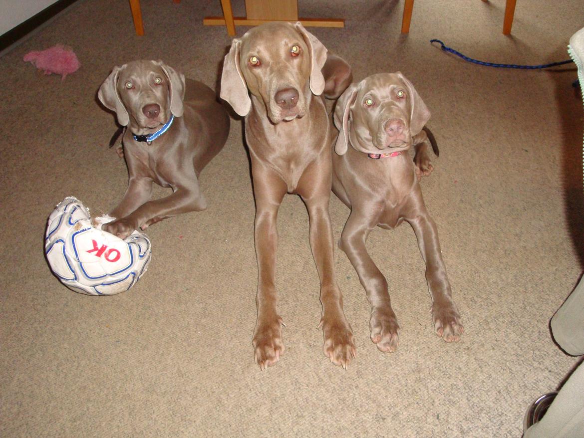 Blanding af racer Millie R.I.P. 16/9/2012 - Pylle Millie og Freja <3 billede 23