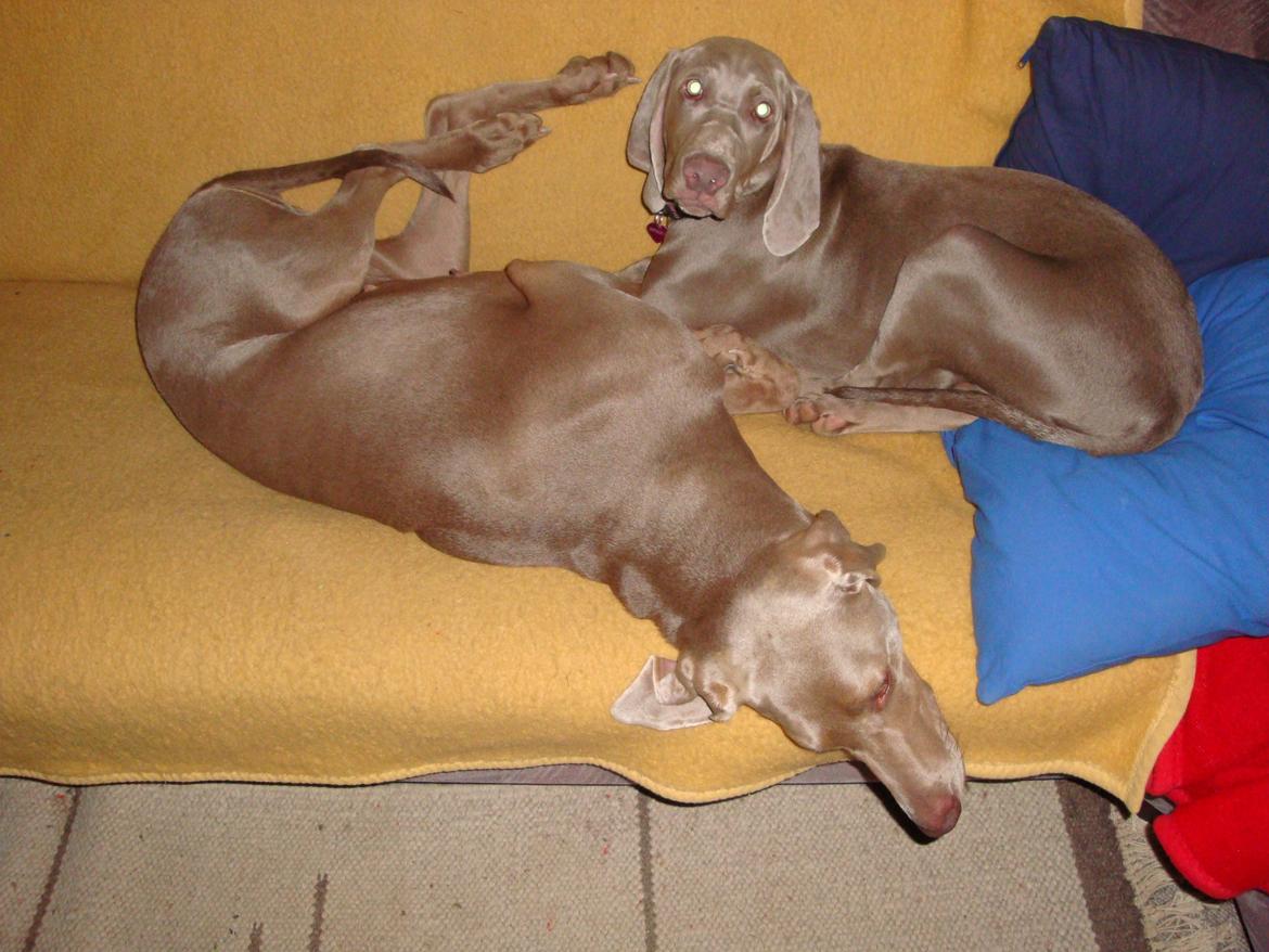 Blanding af racer Millie R.I.P. 16/9/2012 - Millie og Freja slapper af på sofaen. billede 24