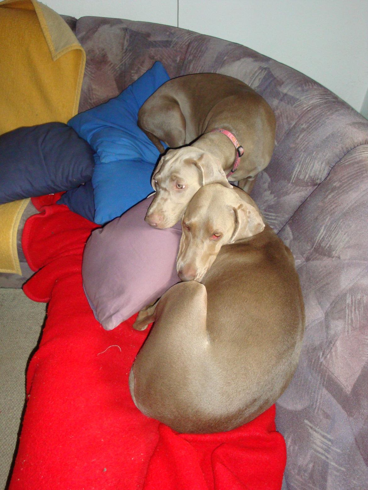 Blanding af racer Millie R.I.P. 16/9/2012 - Freja du er lidt træls <3 billede 25