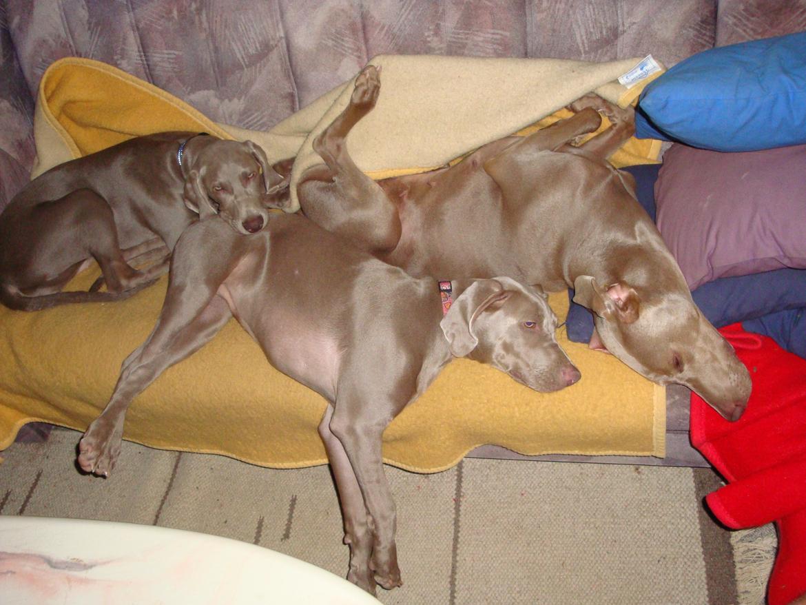 Blanding af racer Millie R.I.P. 16/9/2012 - Så er sofaen fuld <3 billede 1