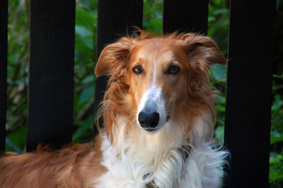 Borzoi - Kashmir 'Wild wind of Russia' billede 24