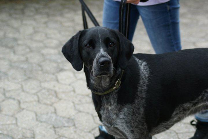 Blanding af racer Alou - Min smukke pige billede 1