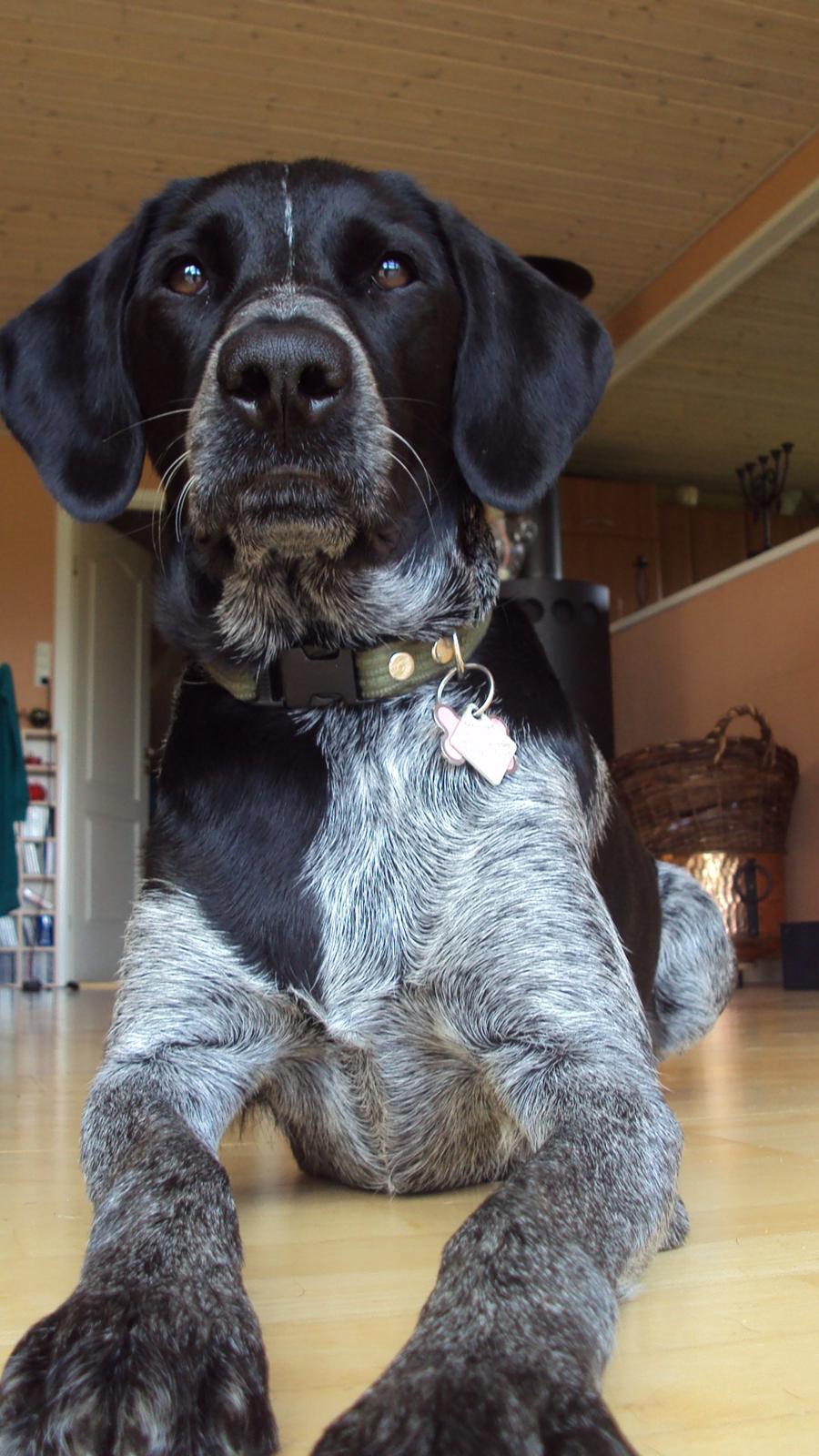 Blanding af racer Alou - Så nuttet hun er :) <3 Jeg savner hende! billede 3