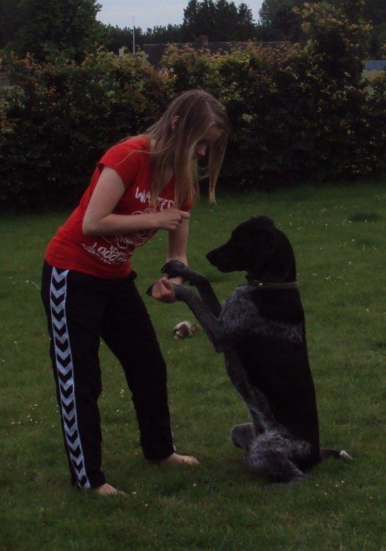 Blanding af racer Alou - Når jeg tog min arm ned og sagde "be om" skulle hun sætte sig sådan her.    billede 5