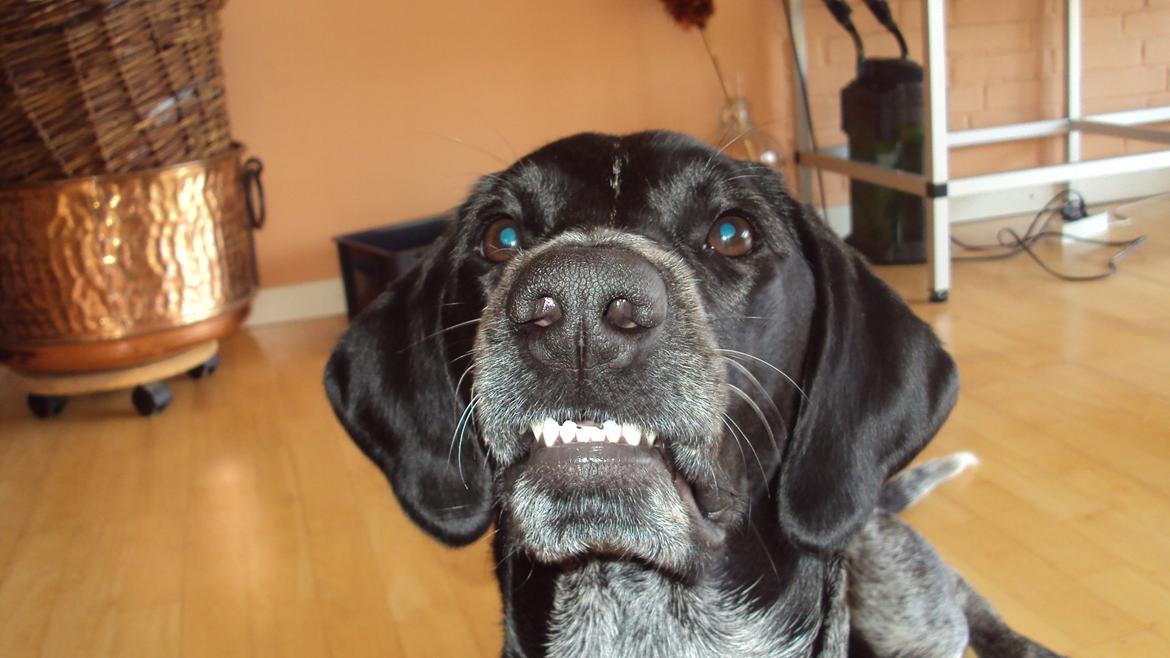 Blanding af racer Alou - Lidt sur måske? :P billede 9