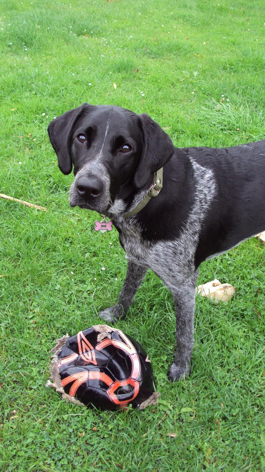 Blanding af racer Alou - Skal vi lege?? <3 billede 11