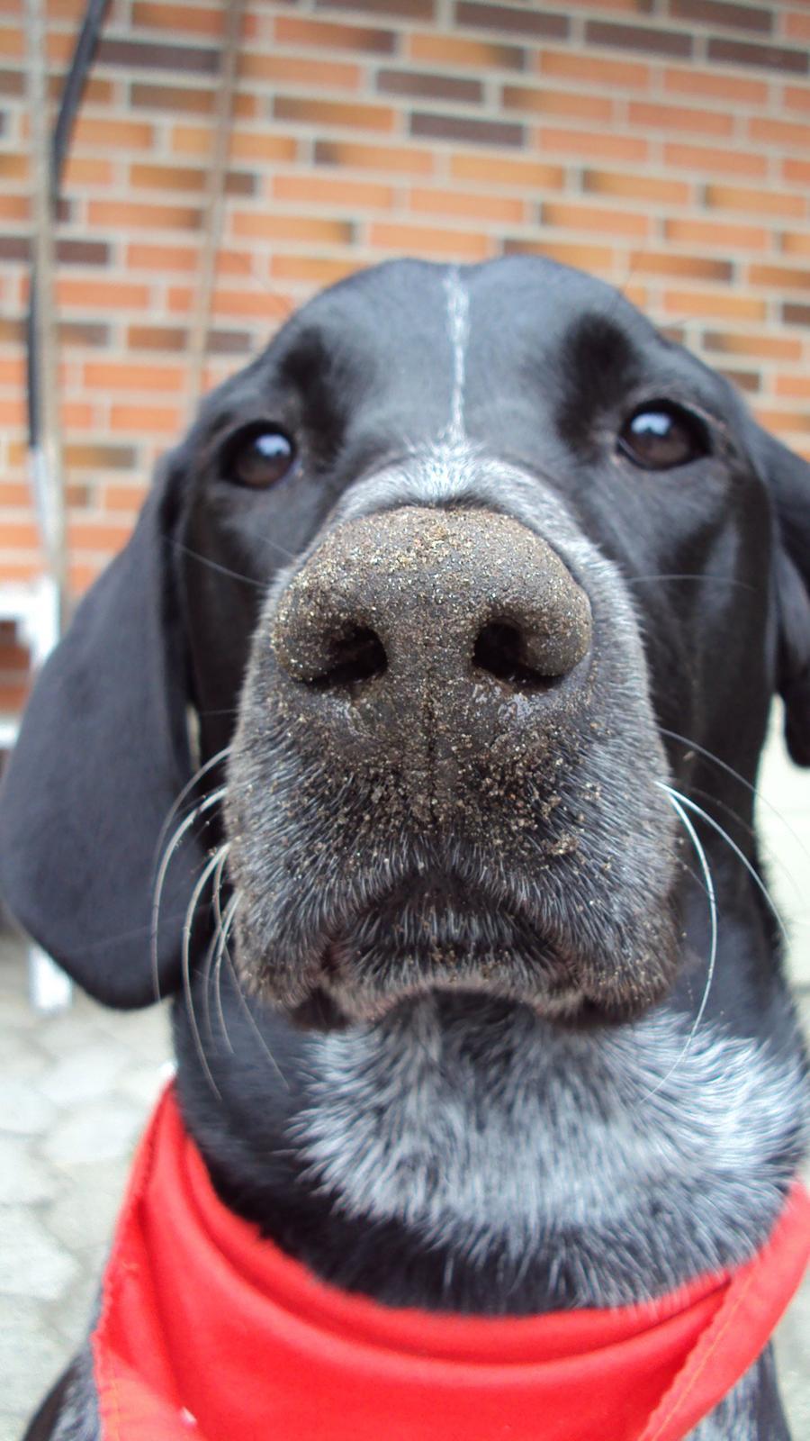 Blanding af racer Alou - Taget på fersk gerning! Slemme pige, du må ikke grave i haven! :P billede 12