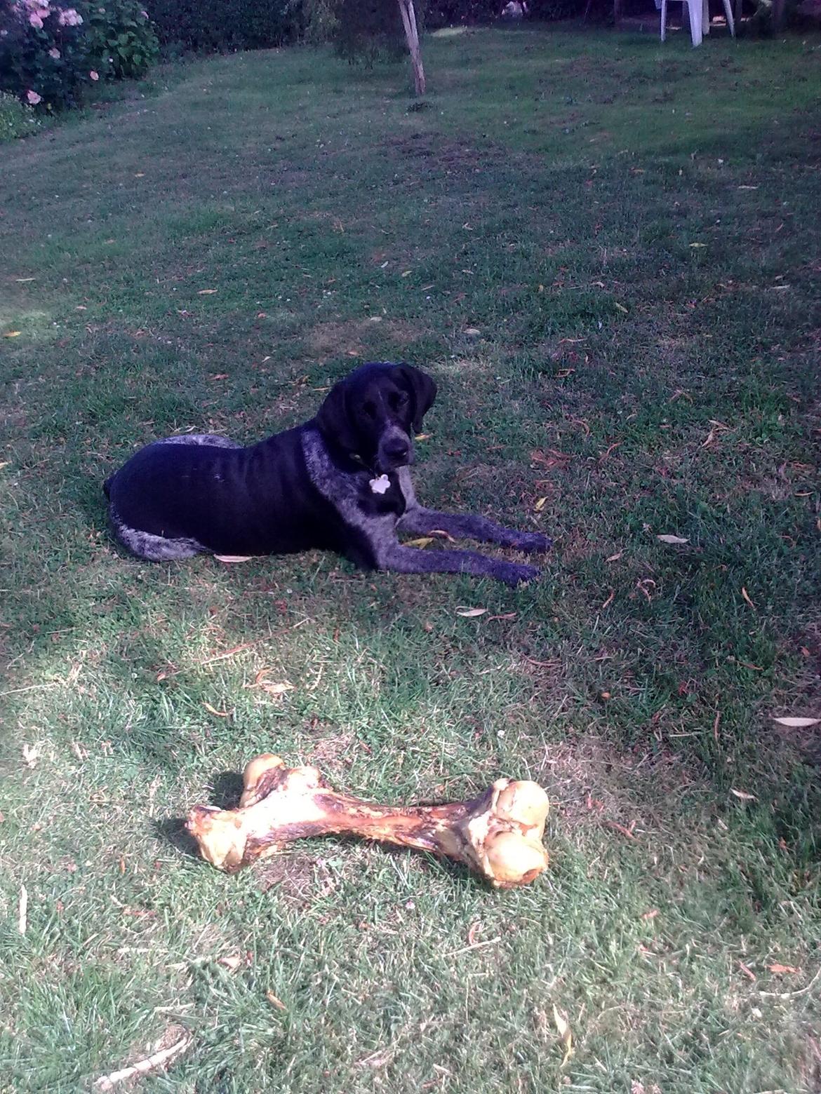 Blanding af racer Alou - Alou og hendes lille ben :D <3 billede 13