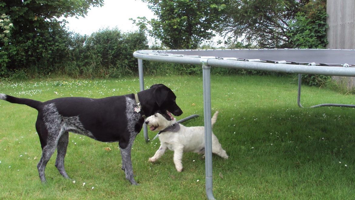 Blanding af racer Alou - Alou og Kalle leger billede 14