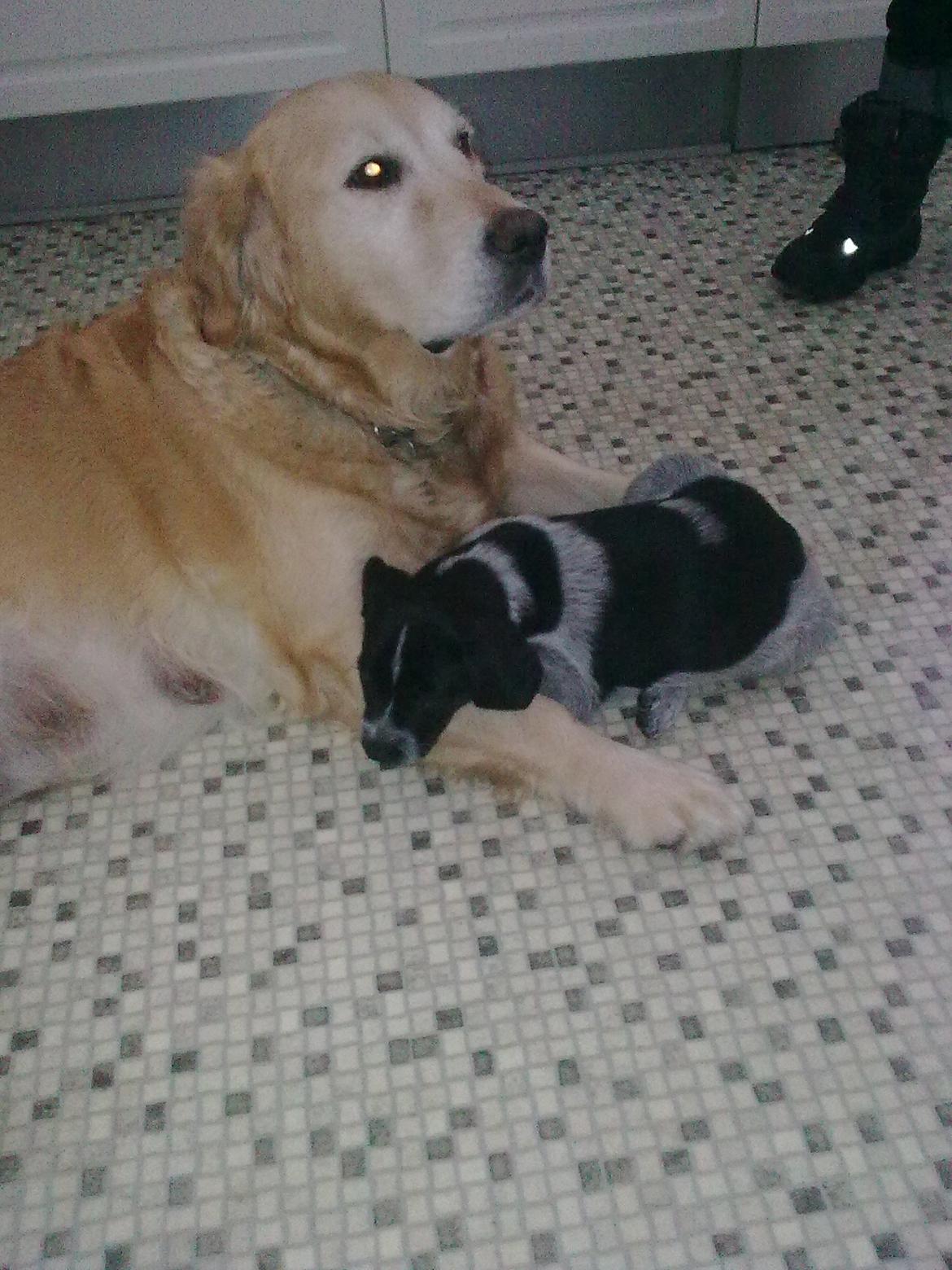 Blanding af racer Alou - Alou og hendes mor Leika billede 16