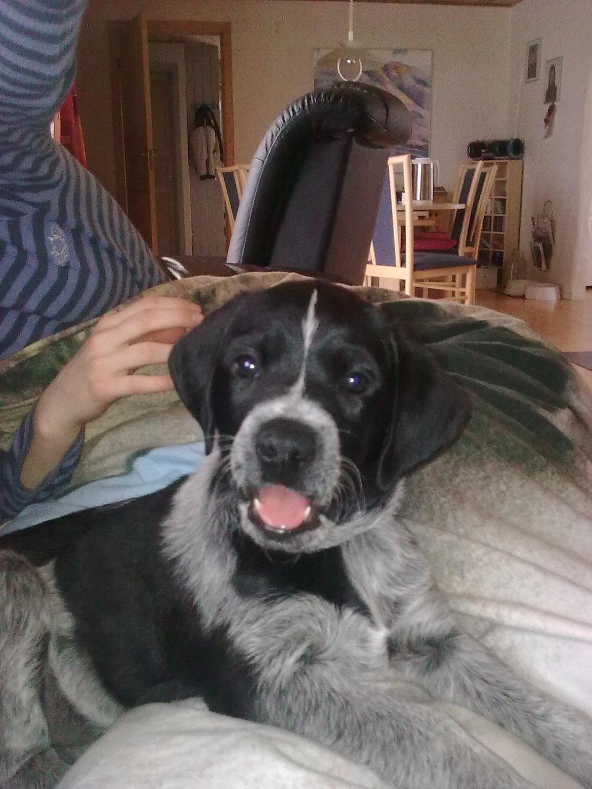 Blanding af racer Alou - En glad hvalp <3 billede 17