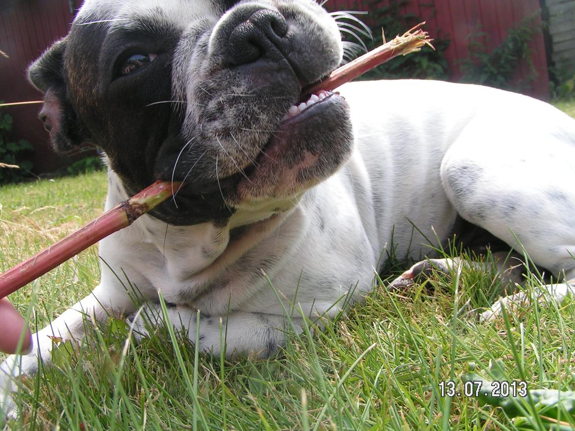 Fransk bulldog Hannibal - • 17 uger gammel - uge 27, 2013 Hannibal hygger med ukrudt i haven. billede 16
