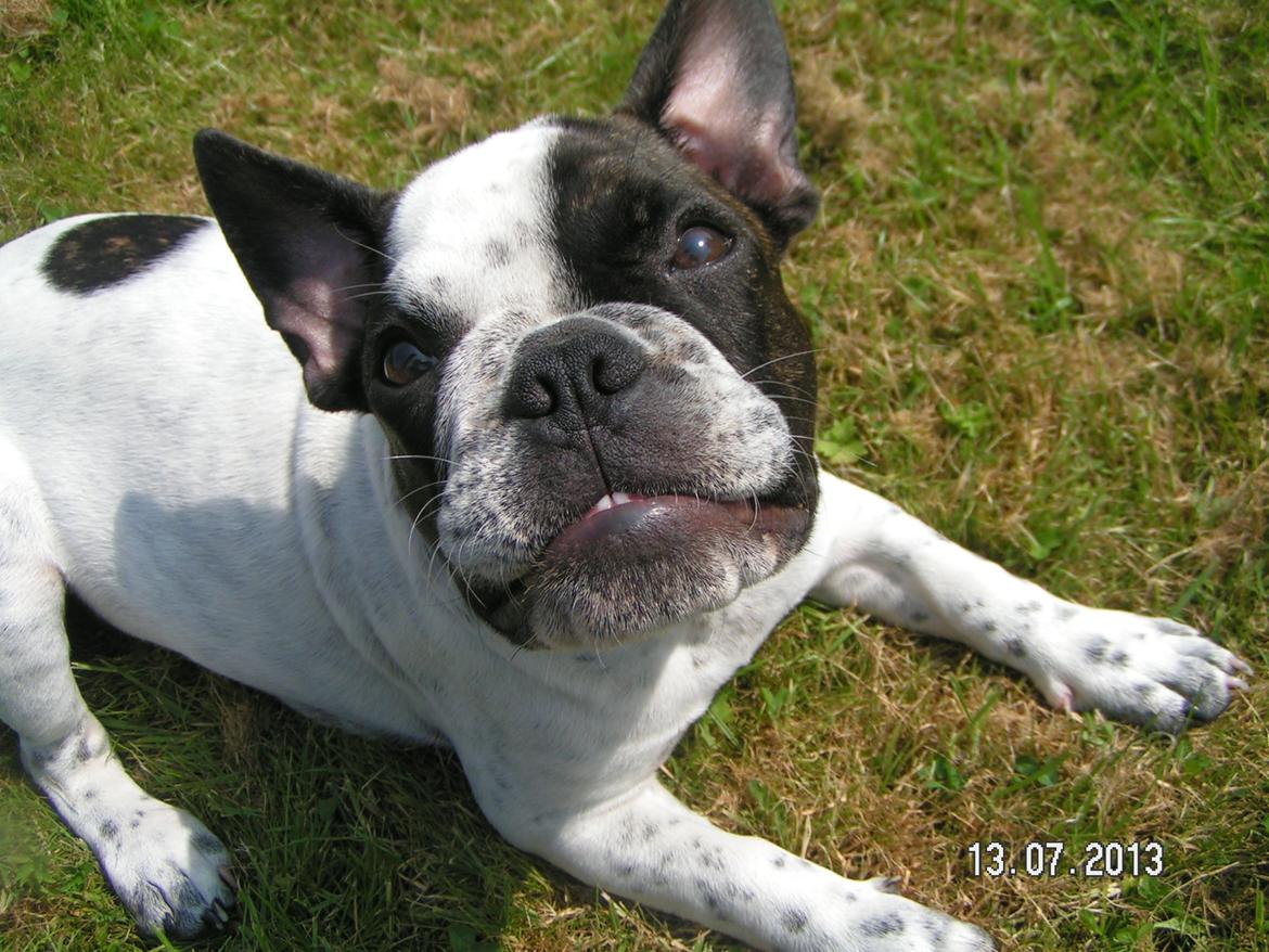 Fransk bulldog Hannibal - • 18 uger gammel - uge 28 2013 
Hannibal viser hans flotte nye tænder.  billede 13