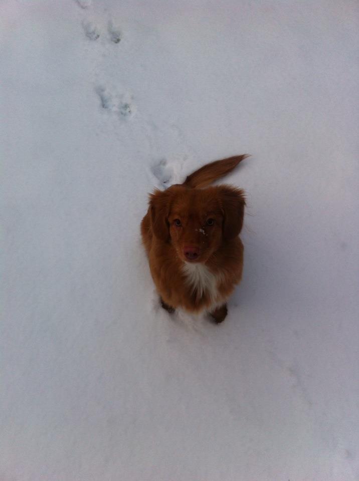 Nova scotia duck tolling retriever Millle billede 1