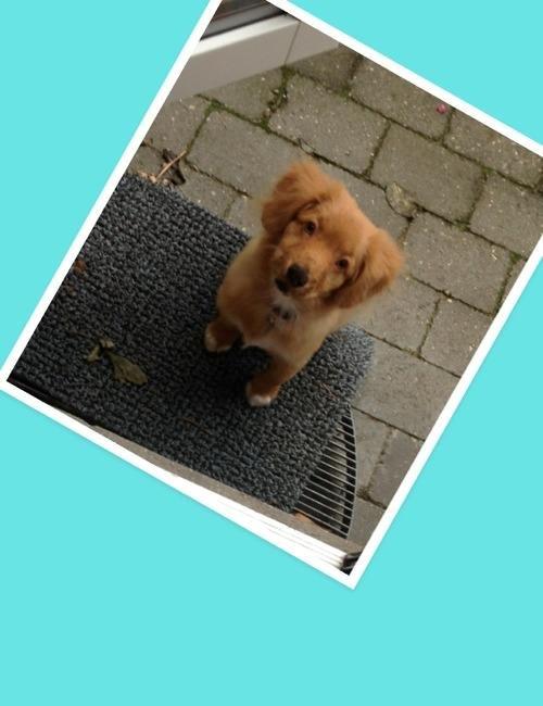 Nova scotia duck tolling retriever Millle billede 2