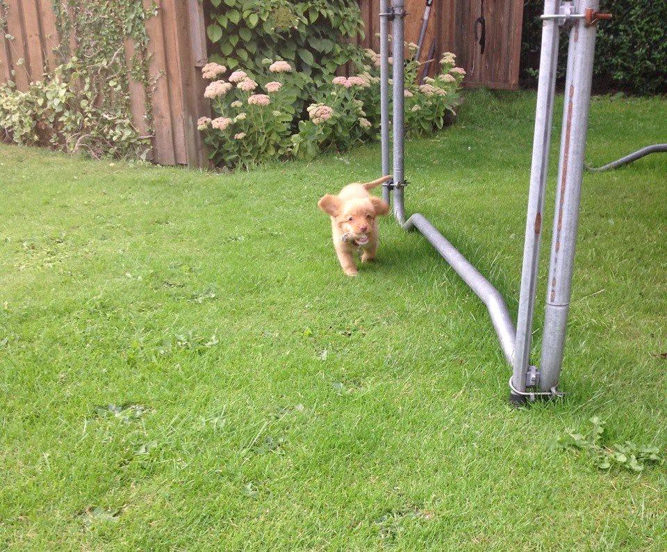 Nova scotia duck tolling retriever Millle billede 3