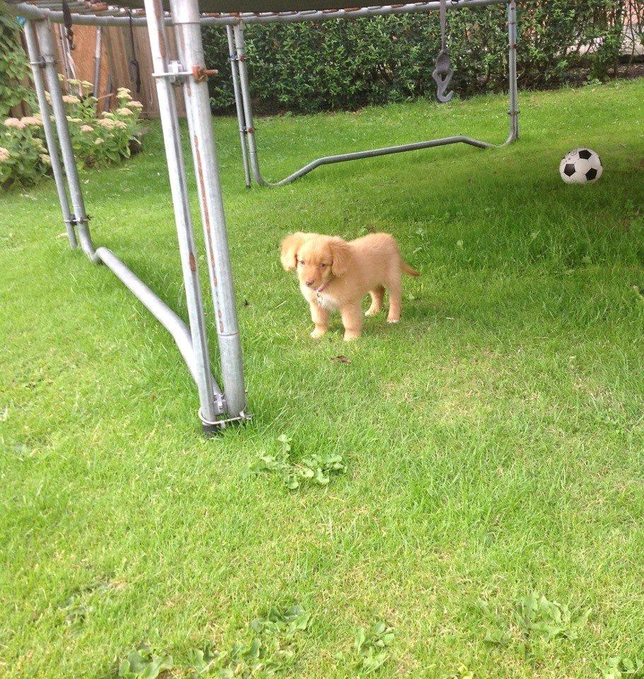 Nova scotia duck tolling retriever Millle billede 4