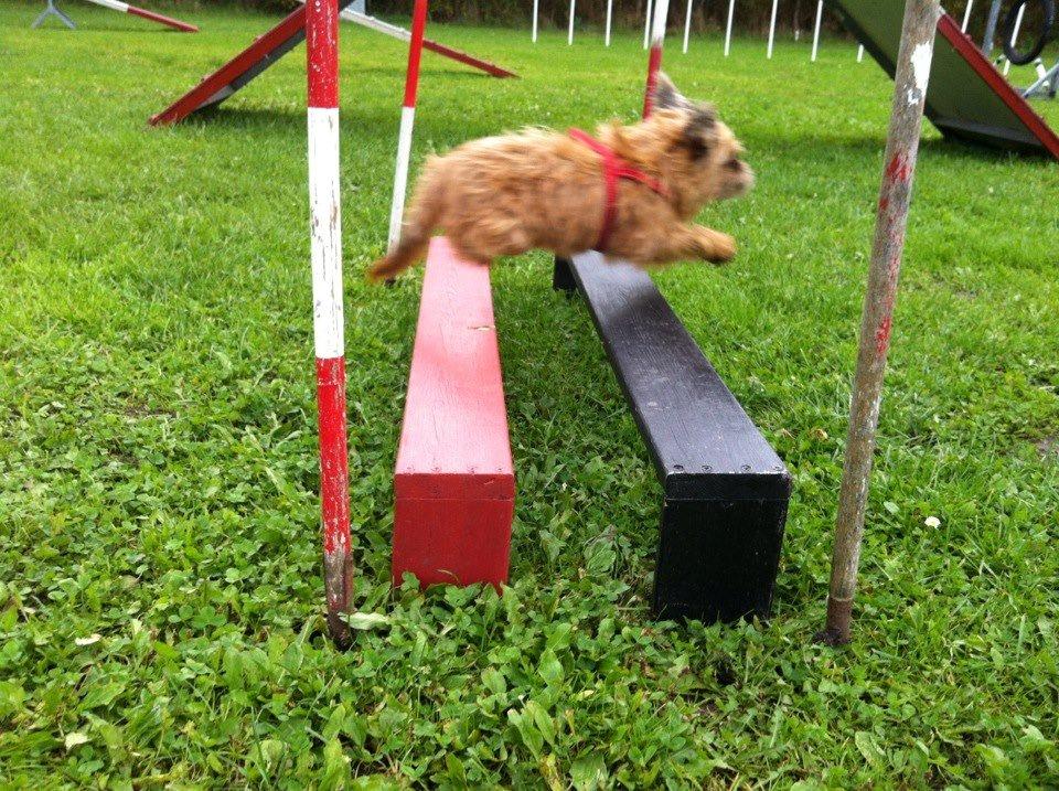 Griffon bruxellois Frida billede 1