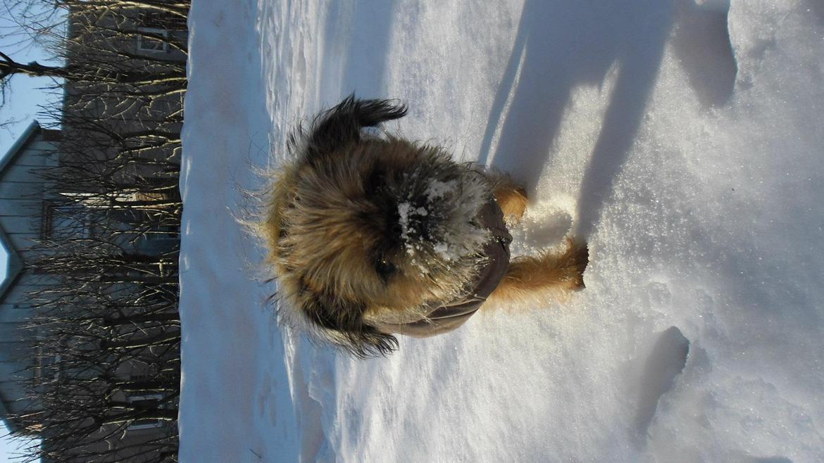 Griffon bruxellois Frida billede 2