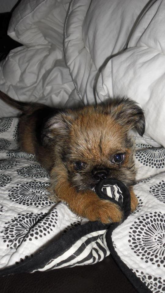 Griffon bruxellois Frida - Her er hun kun 3 måneder gammel billede 3