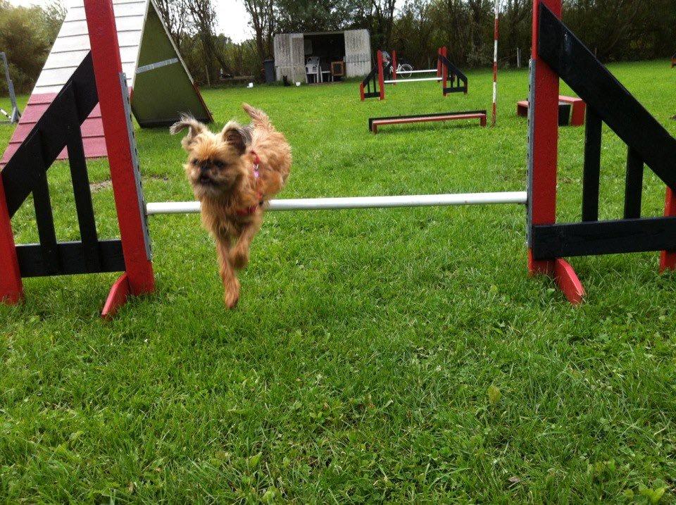Griffon bruxellois Frida - hendes første spring på agility banen billede 4