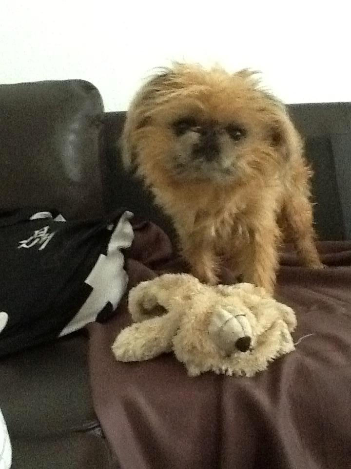 Griffon bruxellois Frida billede 5