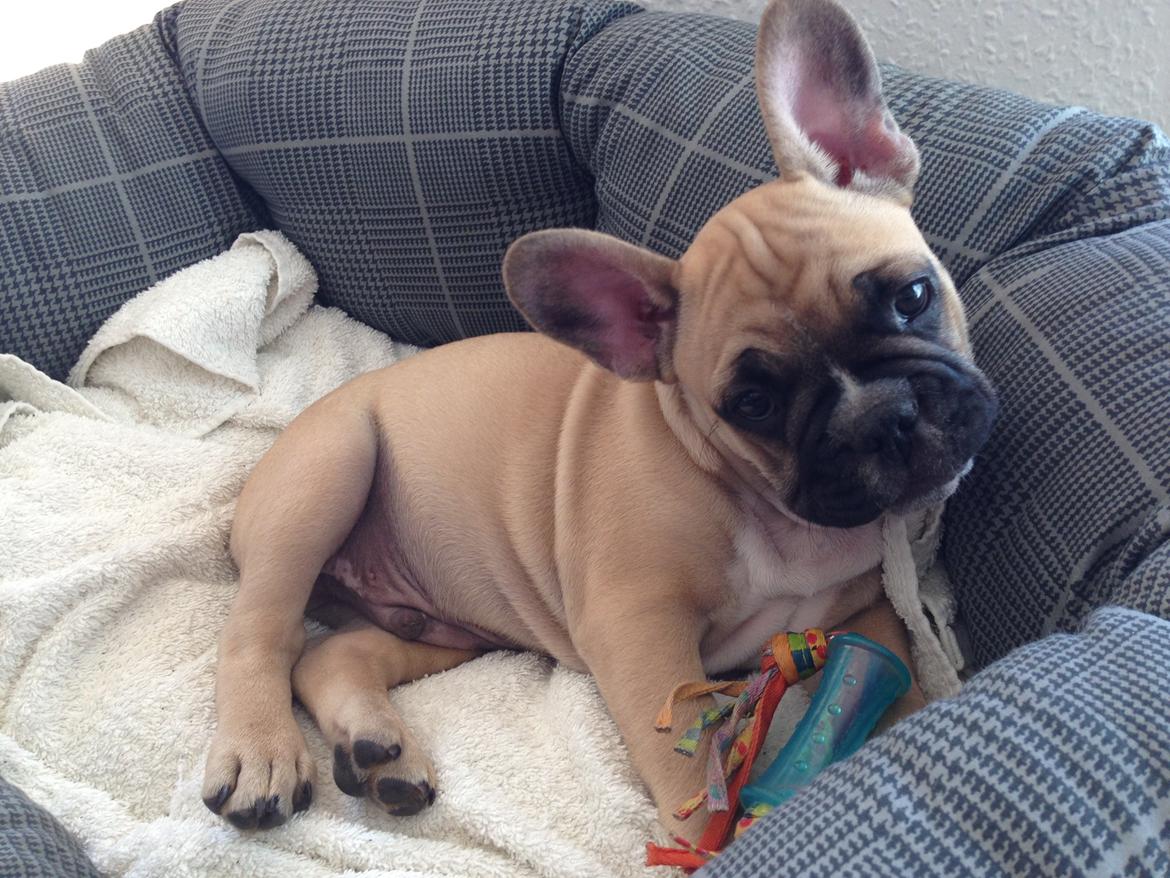Fransk bulldog Joe - Skal jeg nu forstyrres mit i min leg med det kamera..? billede 30