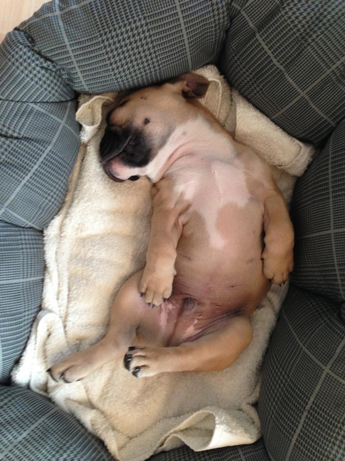 Fransk bulldog Joe - Så sover vi igen.. ;) billede 33