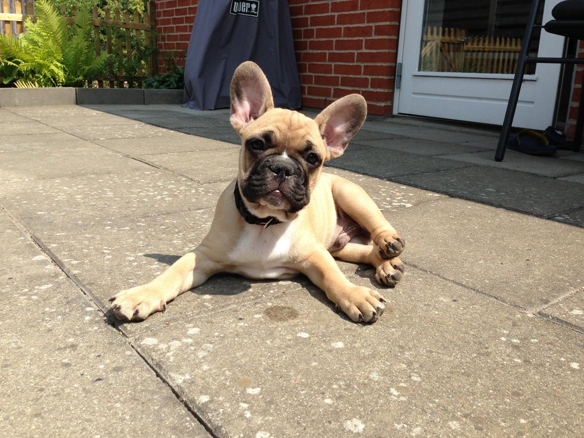 Fransk bulldog Joe - Billed igen?! :) billede 32