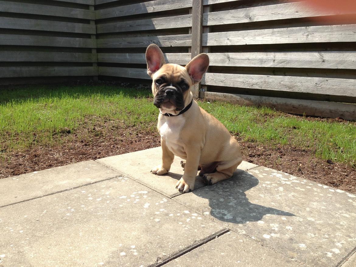 Fransk bulldog Joe - Ja jeg er lækker så tag dog det billed moar.. :) billede 26