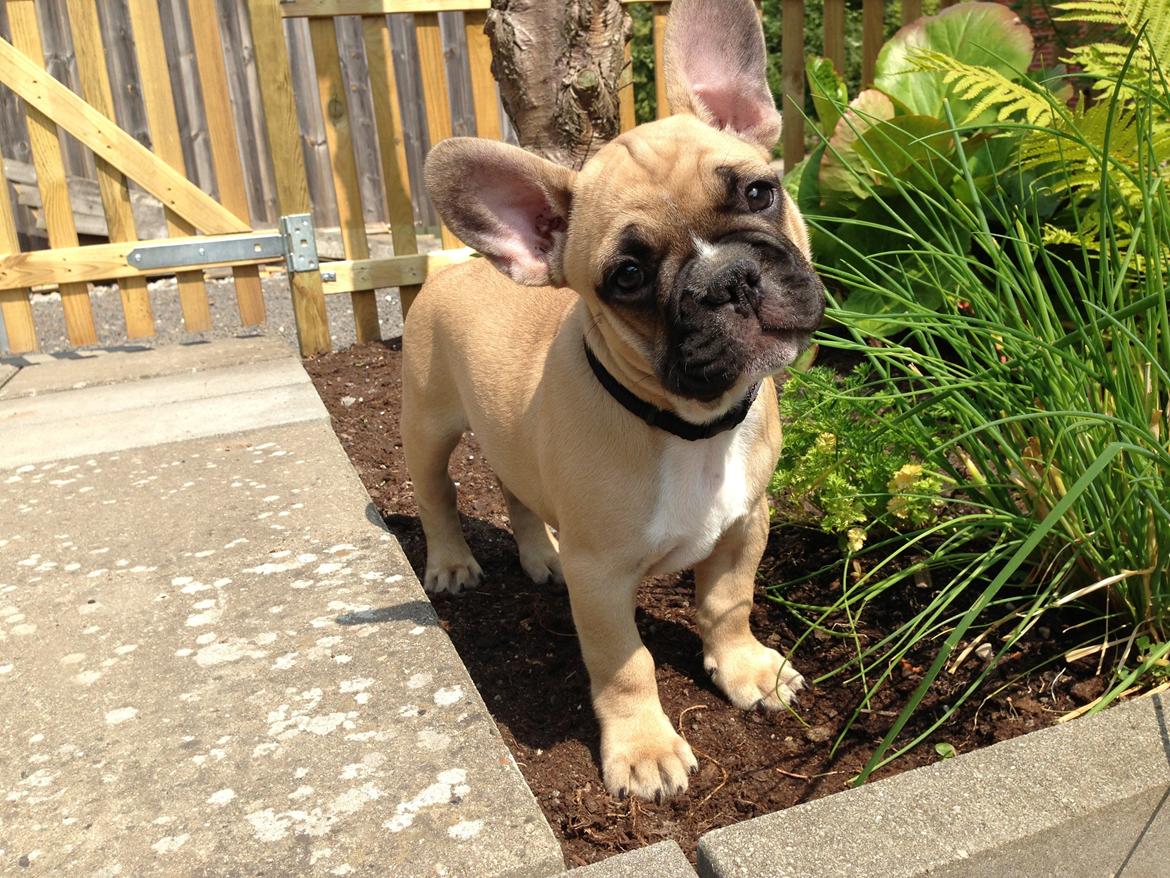 Fransk bulldog Joe - Purløg smager godt syntes Joe.. billede 35