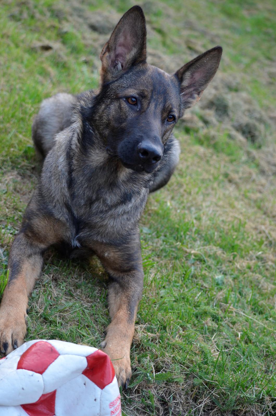 Schæferhund Alice - 12-07-2013 billede 5