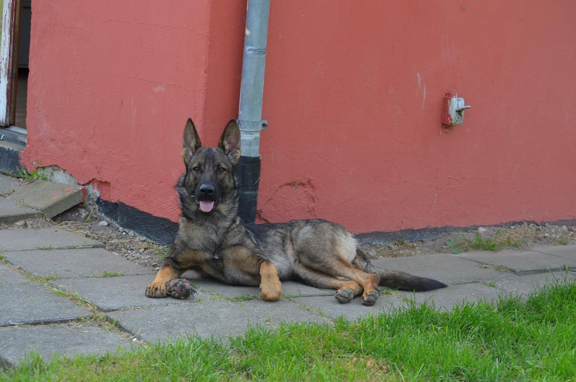 Schæferhund Alice - 13-07-2013 billede 4