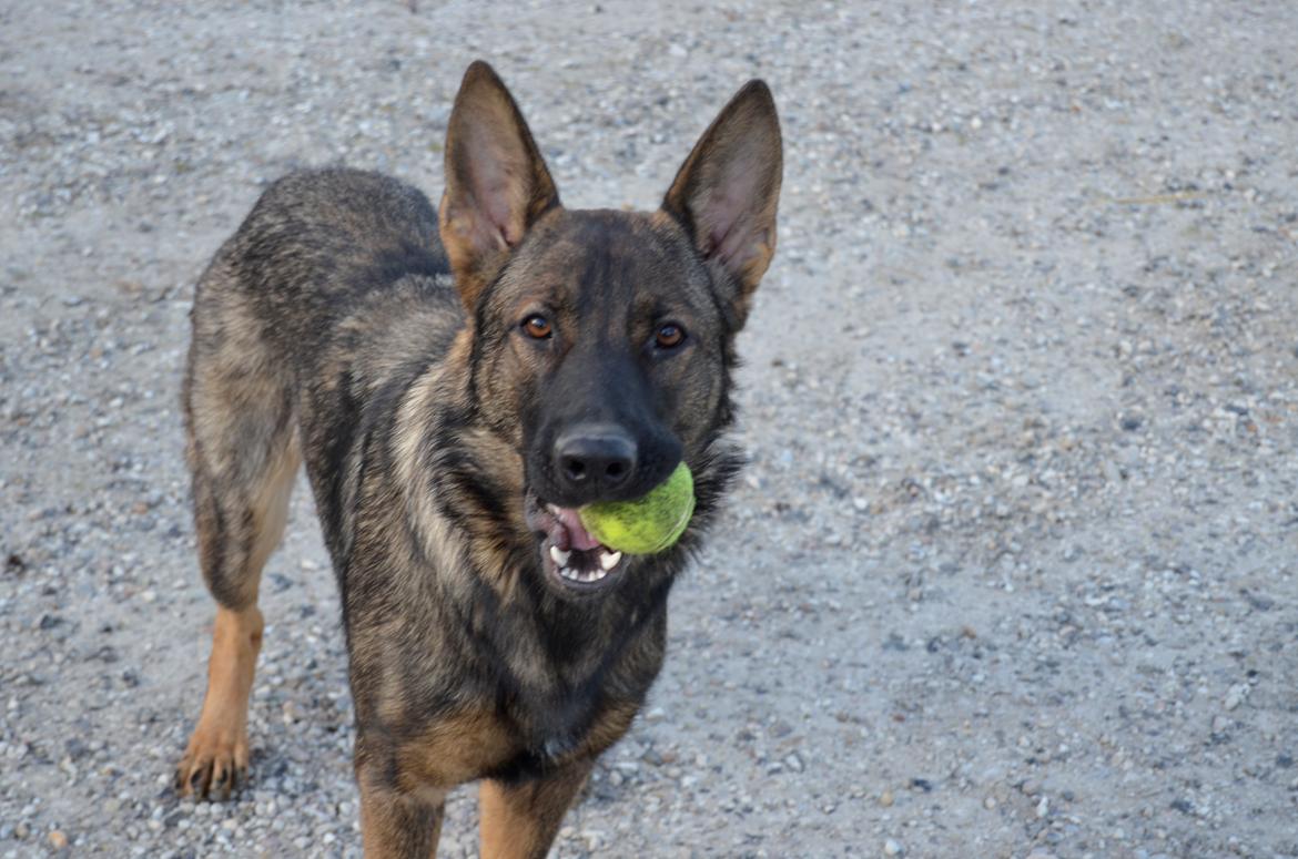 Schæferhund Alice - 21-04-2013 billede 8